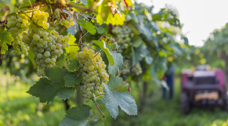 Cooperativa Vinícola Garibaldi deve receber mais de 30 mil toneladas de uvas nesta safra. Foto:: Augusto Tomasi/Divulgação