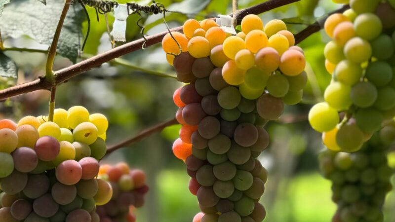 Safra da uva impulsiona expectativas do setor para a Wine South America
