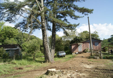 Pinus, antes do corte: sua localização no meio das casas ameaçava a segurança das famílias que ali residem. Fotos: Divulgação