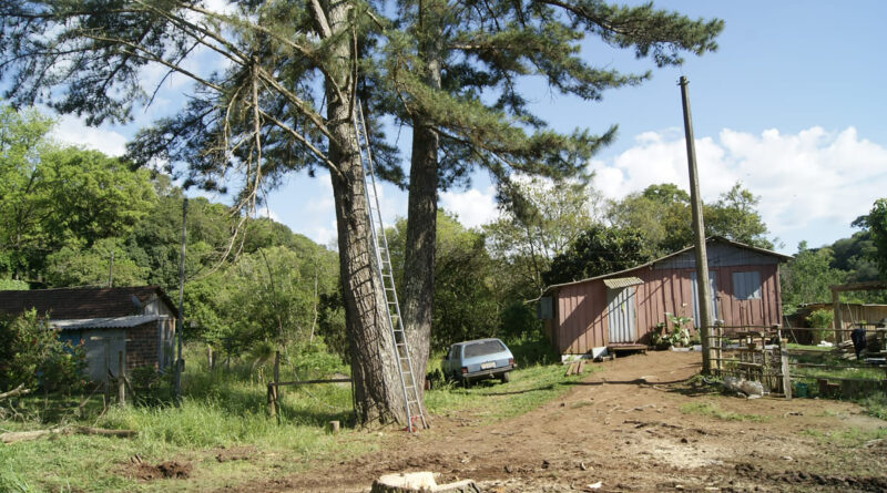 Pinus, antes do corte: sua localização no meio das casas ameaçava a segurança das famílias que ali residem. Fotos: Divulgação