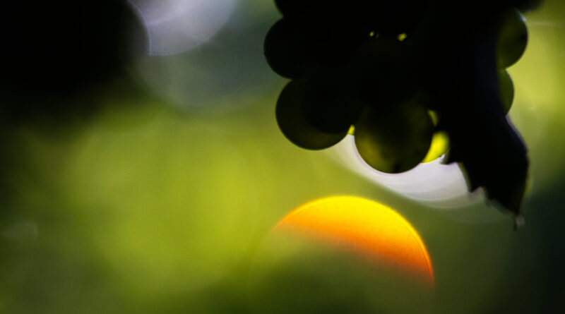 Foto: Lauro Grivot/Divulgação